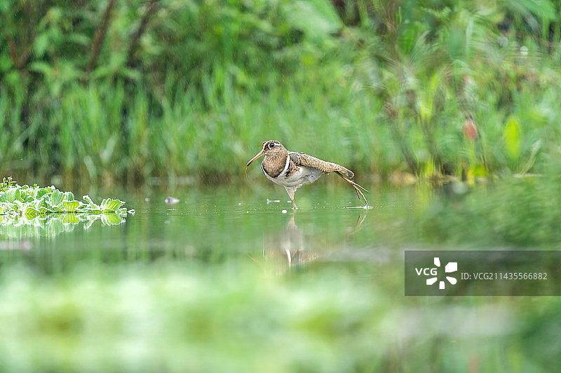 彩鹬家庭，一只彩鹬鸟爸爸带着幼仔在沼泽浅滩里游走觅食水中的田螺及其它软体动物图片素材