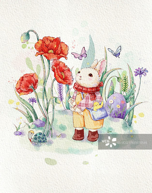 上学的小兔 虞美人图片素材