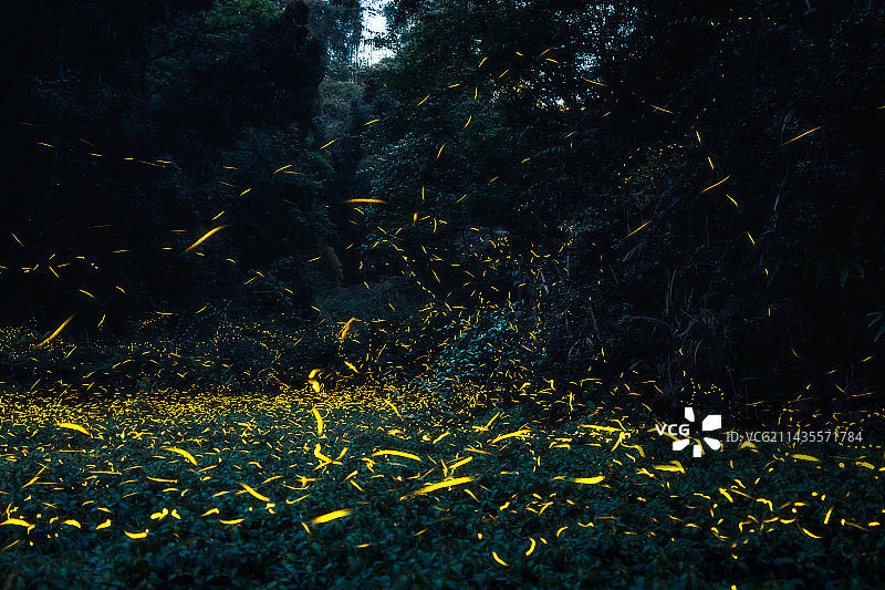 眉山青神萤火虫图片素材