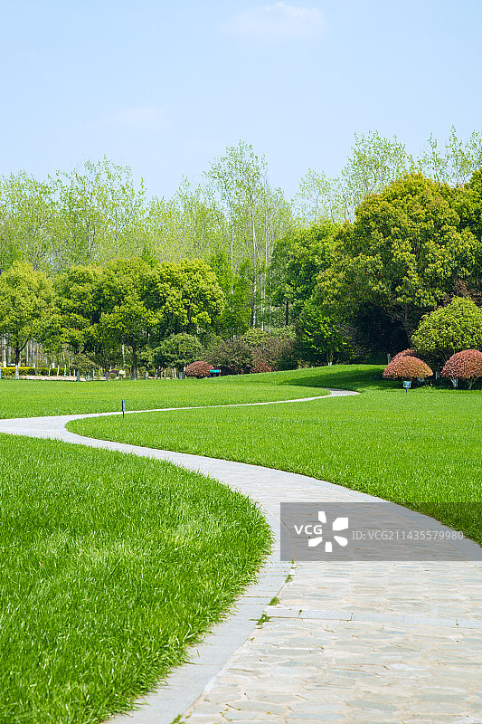 安徽省合肥市-滨湖森林湿地公园-森林中的树木图片素材