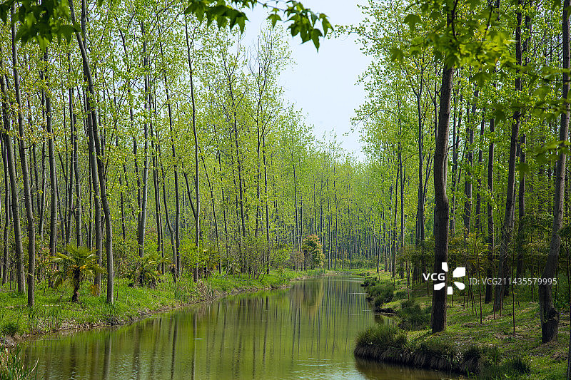 安徽省合肥市-滨湖森林湿地公园-森林中的树木图片素材