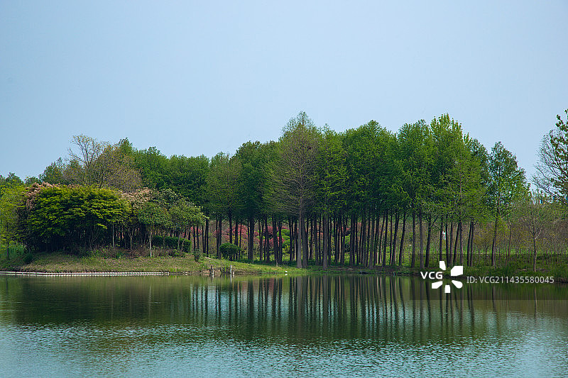 安徽省合肥市-滨湖森林湿地公园-森林中的树木图片素材