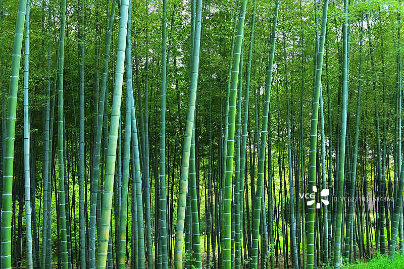 林中竹林的低角度观图片素材