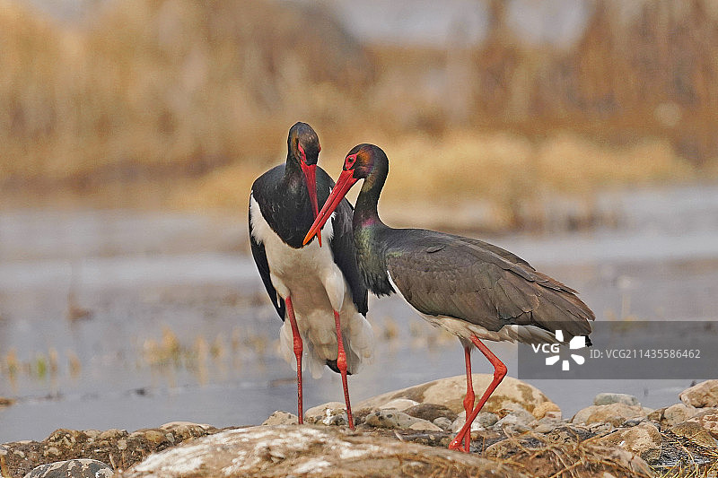 _DSC7825黑鹳图片素材