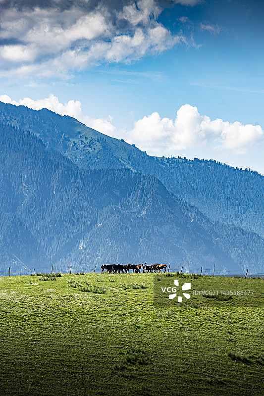 山坡上的马图片素材
