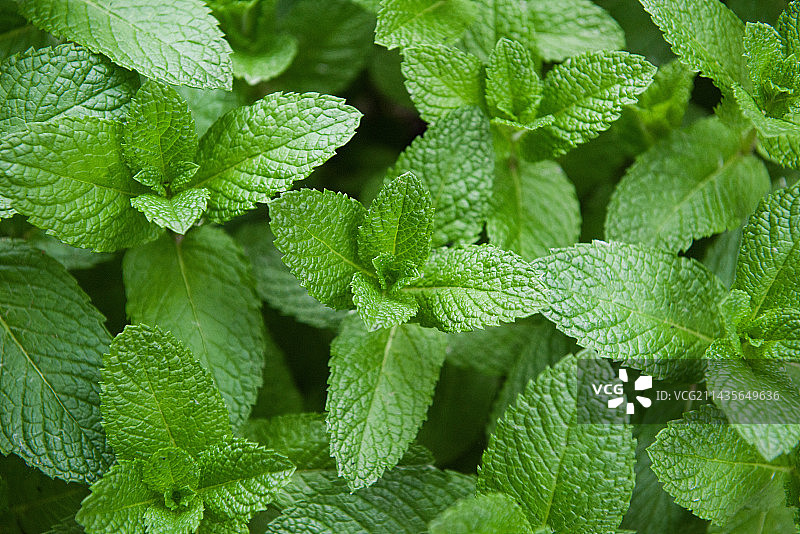 种植生长的薄荷图片素材
