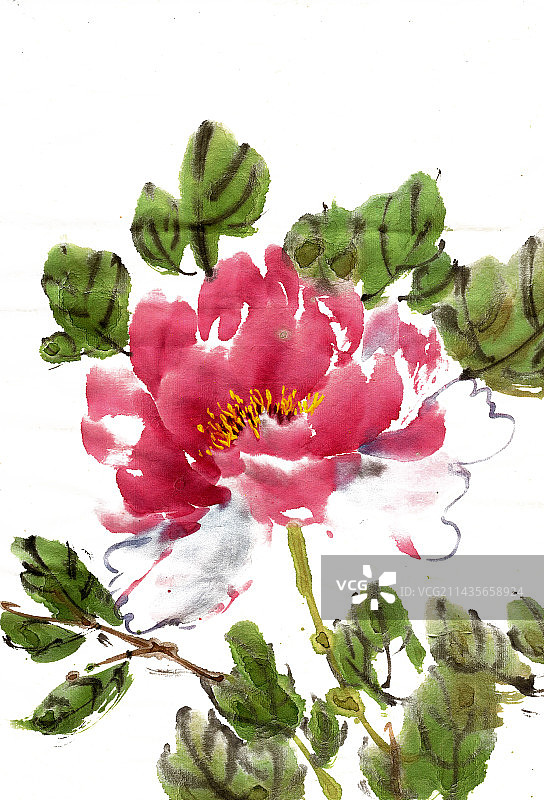 绽放的牡丹花图片素材