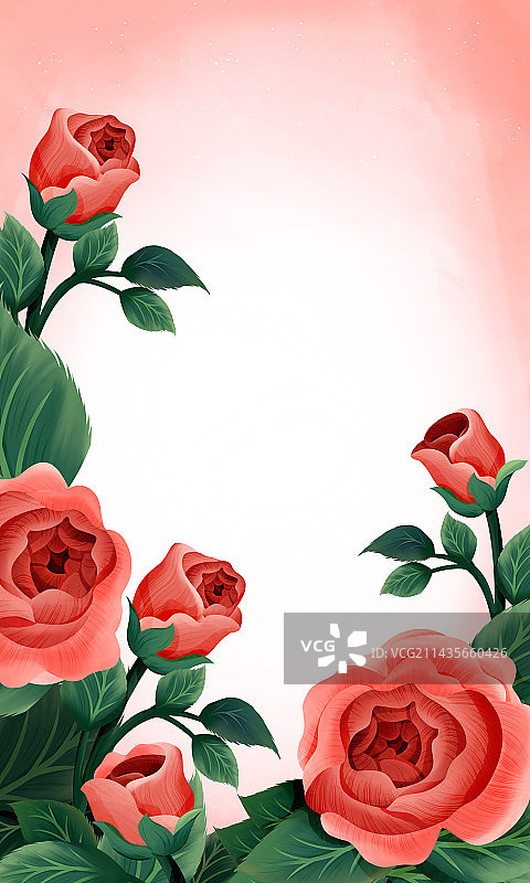 盛开的红色玫瑰花装饰无人背景图片素材
