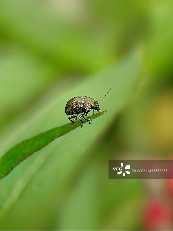 窥花者（金龟子）图片素材
