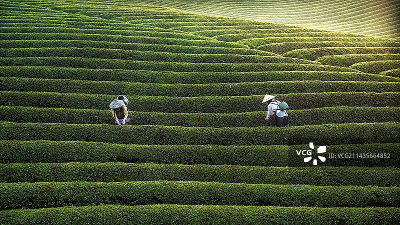 茶园晨雾图片素材