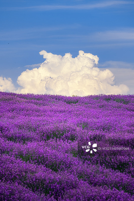 新疆伊犁霍城薰衣草图片素材