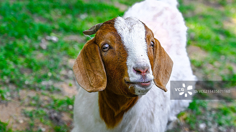 大兴野生动物园图片素材