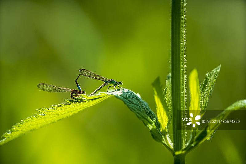 爱在立夏图片素材