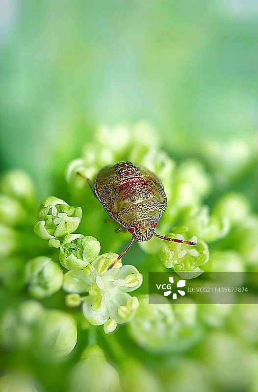 花朵上的盾蝽图片素材