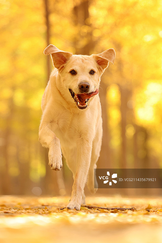 秋景中的拉布拉多猎犬图片素材