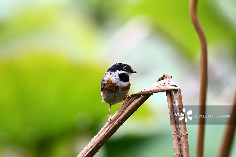 残荷杆上的红头长尾山雀图片素材