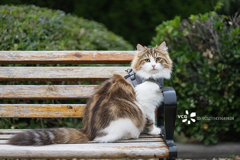 西伯利亚森林猫图片素材