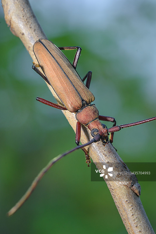 天牛图片素材