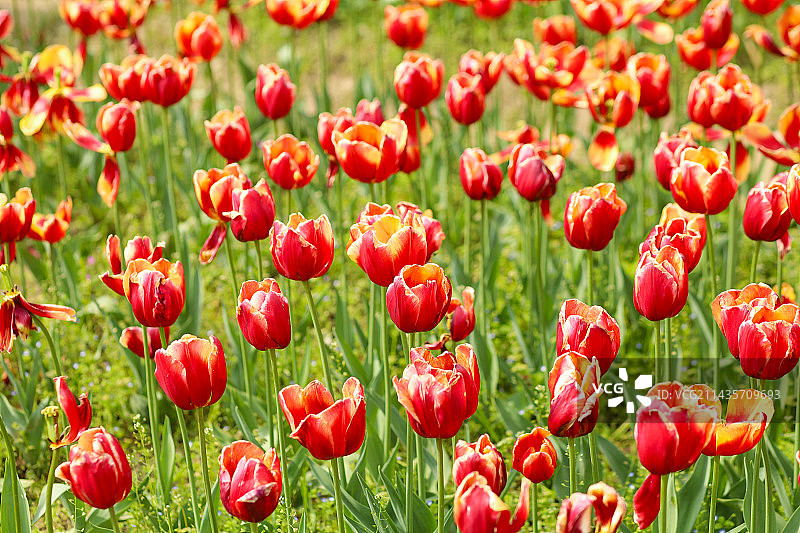 郁金香图片素材