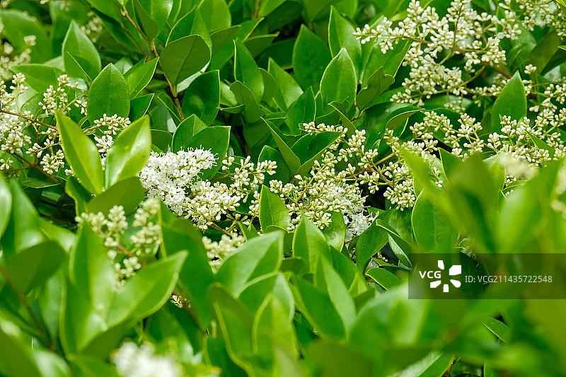 绿化植物女贞初夏五月开花图片素材