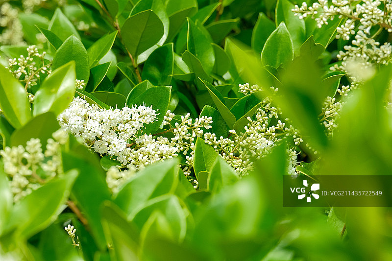 绿化植物女贞初夏五月开花图片素材