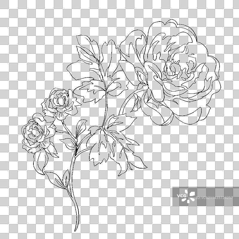 花卉线稿图片素材