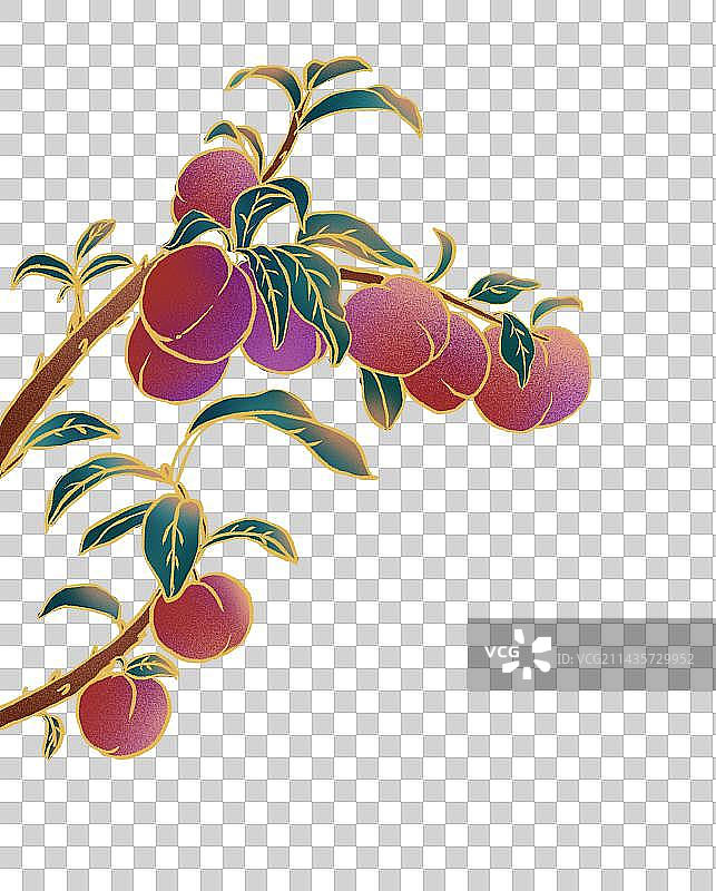 三华李子图片素材