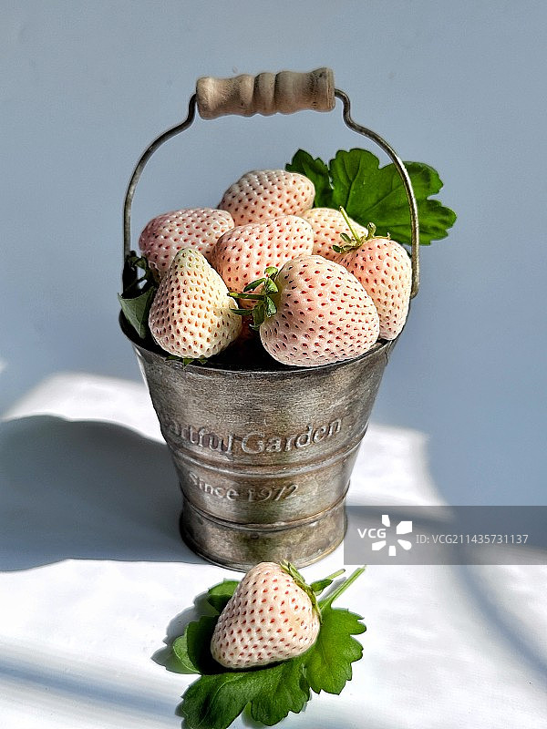 淡雪草莓图片素材