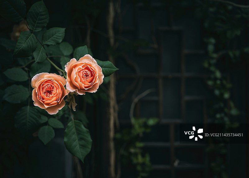 春天的蔷薇花图片素材