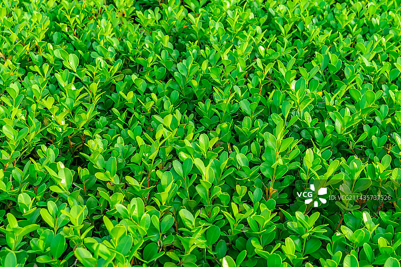 中国野生植物拍摄主题，春天的小叶黄杨，嫩枝上生长出绿色的嫩芽和绿色的树叶子，户外无人图像摄影图片素材