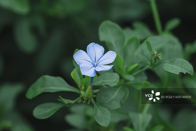 蓝花丹｜蓝雪花特写图片素材