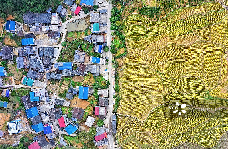 金丝皇菊促脱贫图片素材