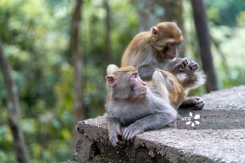 两只猴子图片素材