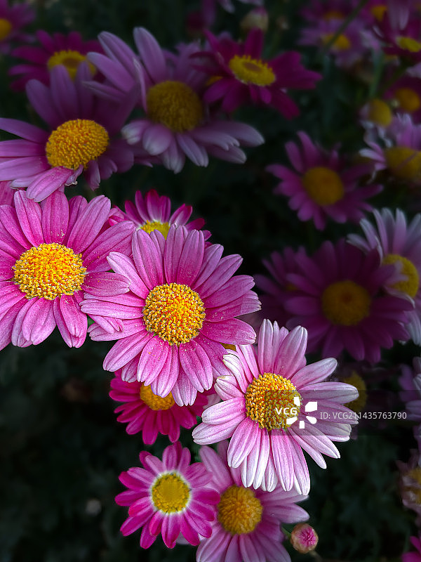 木茼蒿（玛格丽特）图片素材
