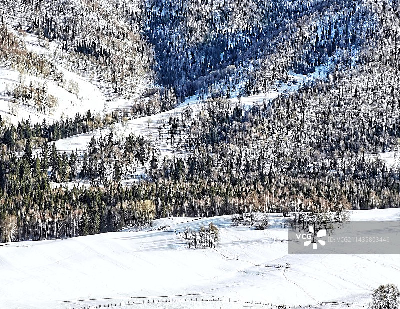 又见禾木小树林图片素材