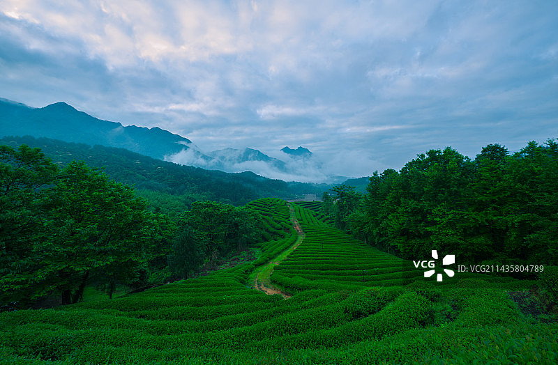 江西大觉山白茶园图片素材