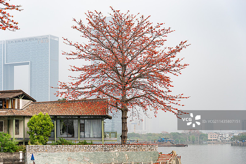 河堤边盛开的木棉花和木棉树图片素材