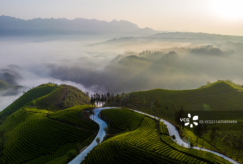 鹤峰木耳山万亩茶园云海日出春光图片素材