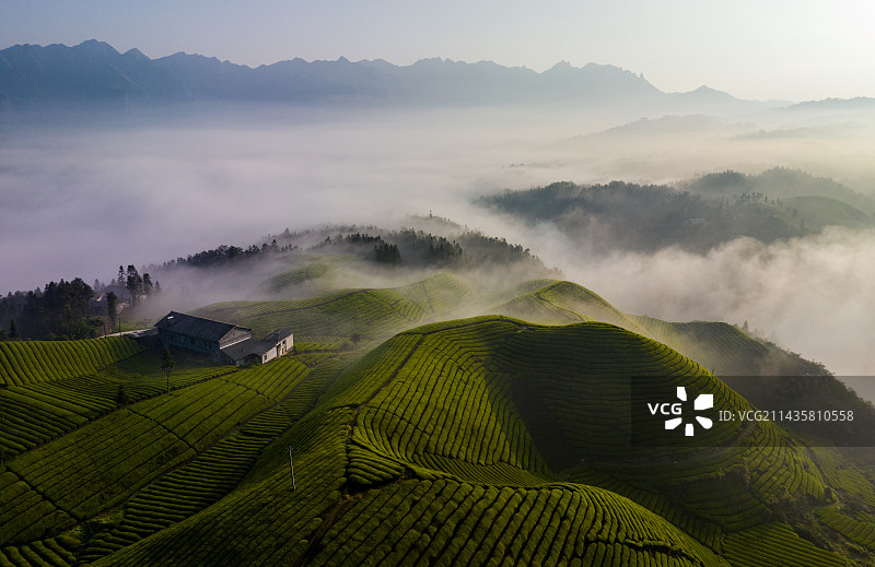 鹤峰木耳山万亩茶园清晨云海风光图片素材