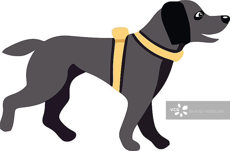 可爱的犬类行走肖像图片素材