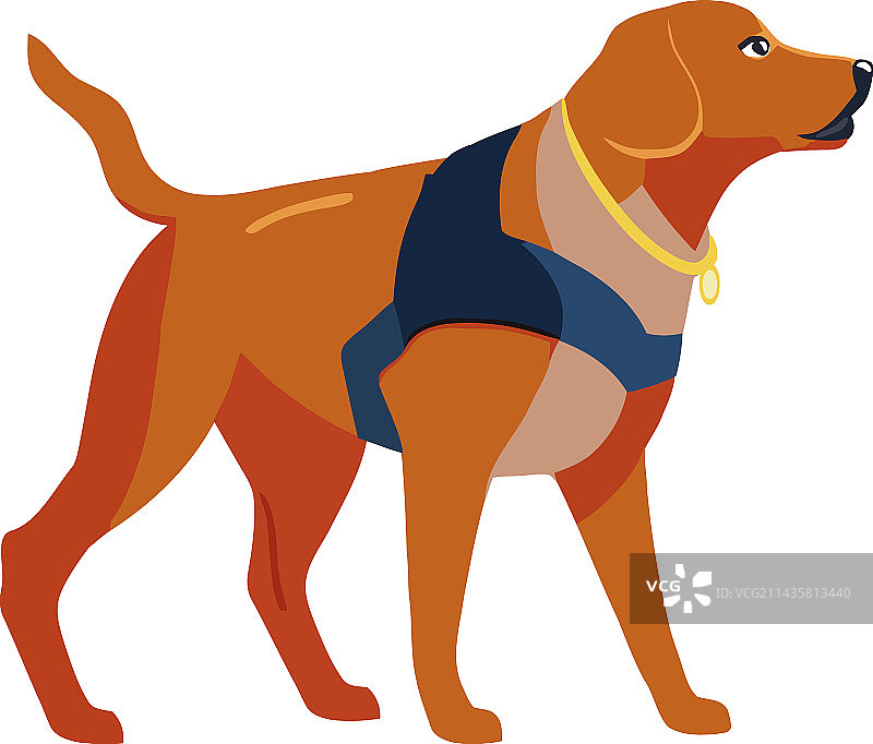 快乐的寻回犬图片素材