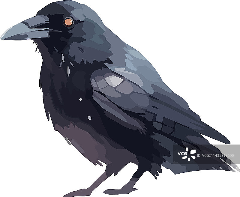 长羽毛的鸟类乌鸦动物图片素材