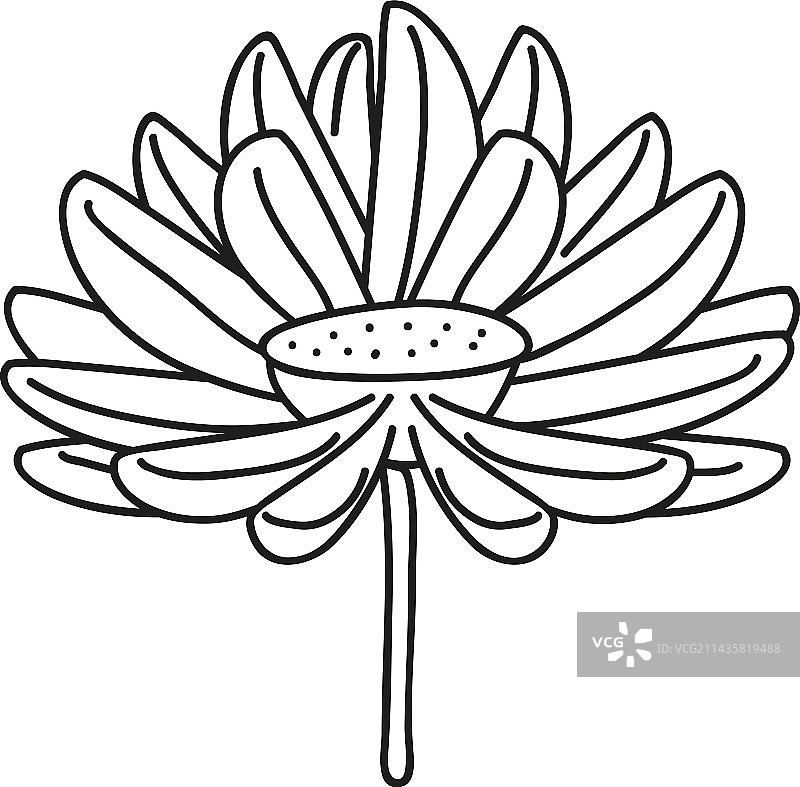 非洲菊雏菊：自然与植物图片素材