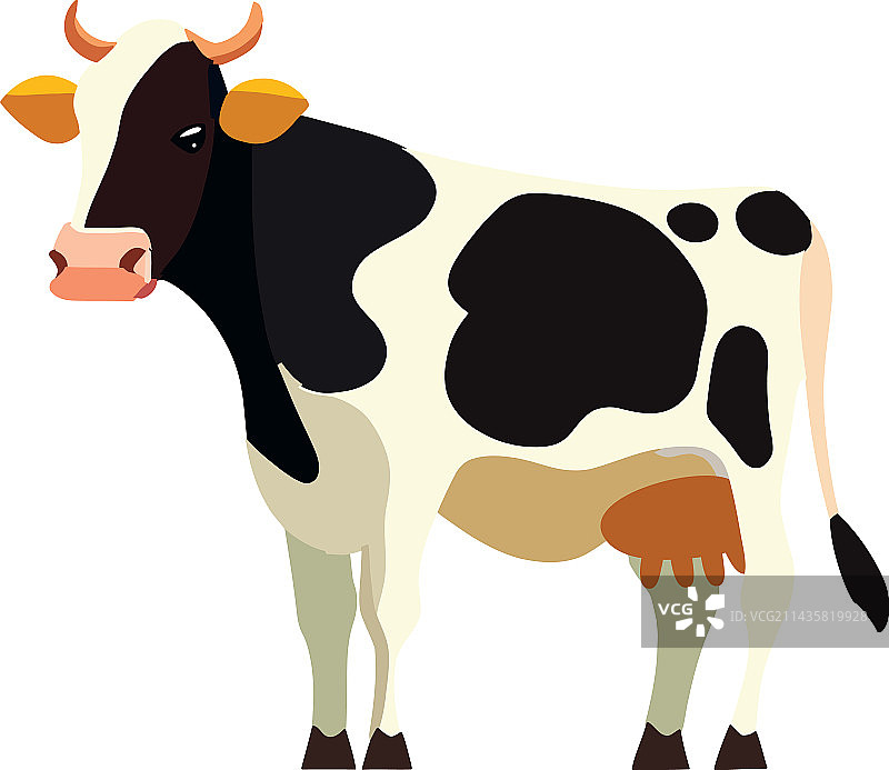 黑鸢饮池塘水的特写镜头图片素材