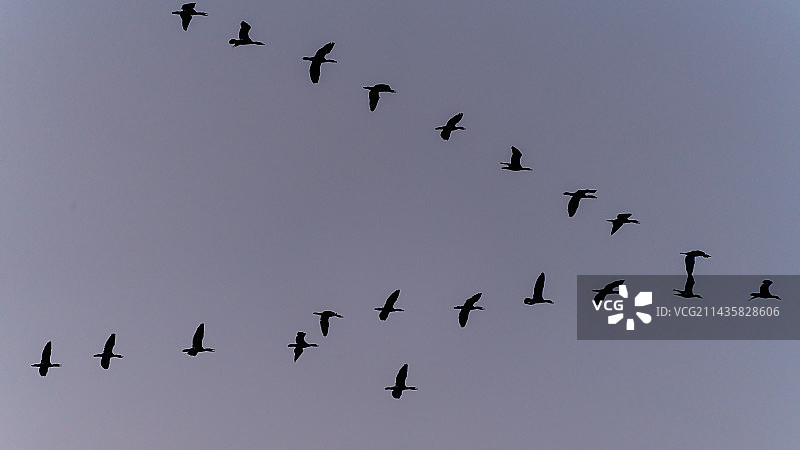 空中飞鸟图片素材