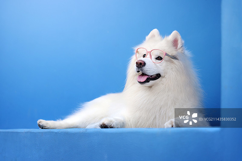 户外开心的萨摩耶图片素材