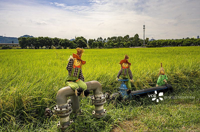 农村稻田，即将成熟收割的水稻，稻田里快乐的儿童稻草人图片素材