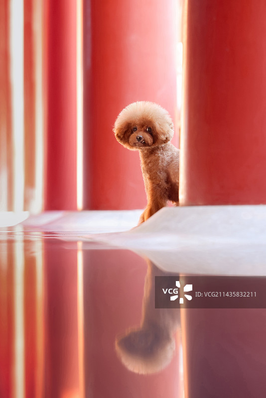 中国风的贵宾犬图片素材