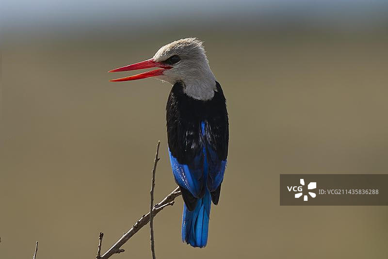 灰头翠鸟，栖息在树枝上，塞伦盖蒂国家公园，坦桑尼亚，东非，非洲图片素材