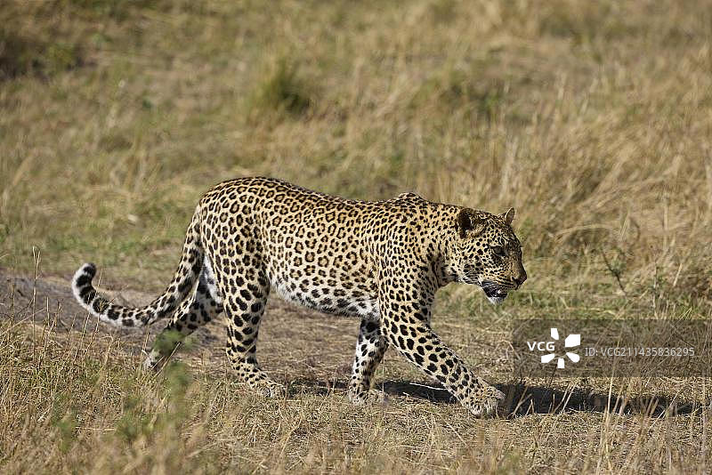 成年豹漫步在塞伦盖蒂国家公园图片素材